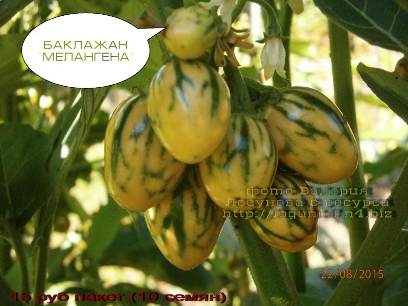 Мелангена баклажан суперновинка!