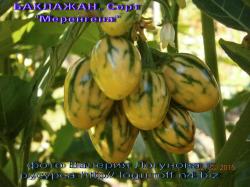 Семена баклажана МЕЛАНГЕНА  (10 семян)