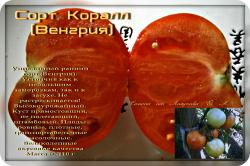 Семена томата КОРАЛЛ  15 семян