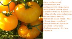 томат ОРАНЖЕВЫЙ ГИГАНТ (15 семян)