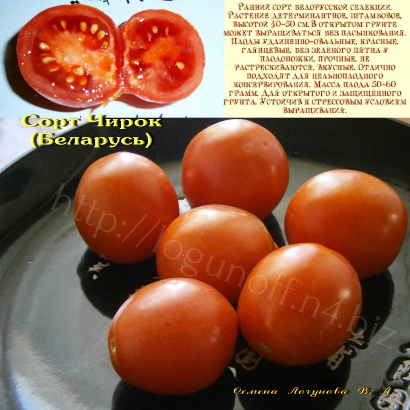 томат Чирок
