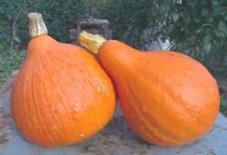 тыква "Испанская гитара" 5 семян