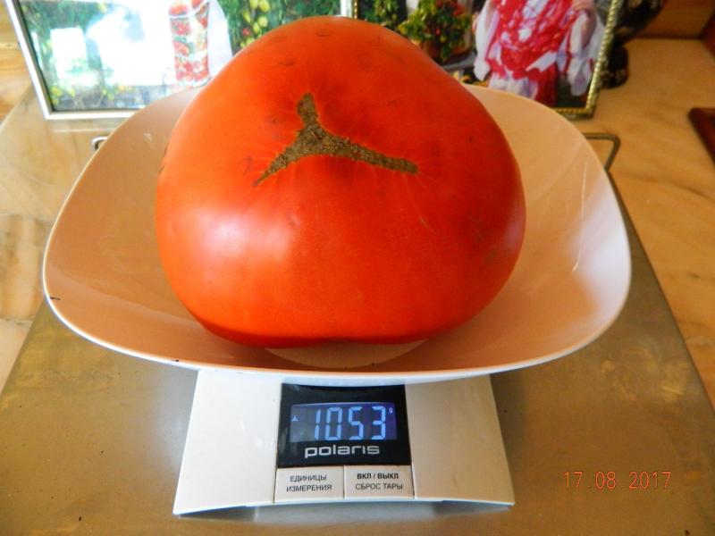 Семена минусинских сортов помидоров почтой по самым низким ценам от...