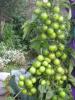 Семена минусинских сортов помидоров почтой по самым низким ценам от...